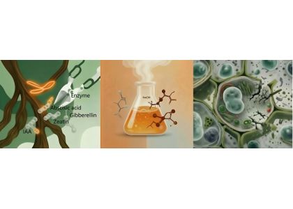 Why Enzymatic Seaweed Extraction Outperforms Chemical and Physical Methods