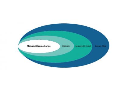 Alginate Oligosaccharide (AOS) in Agriculture