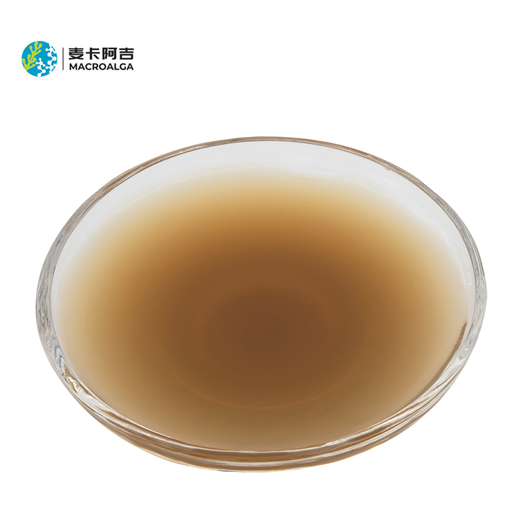 KEYO enzymatic fresh Laminaria japonica seaweed extract by MacroAlga